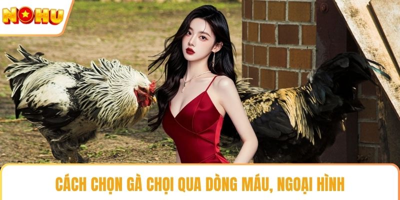 Cách chọn gà chọi qua dòng máu, ngoại hình