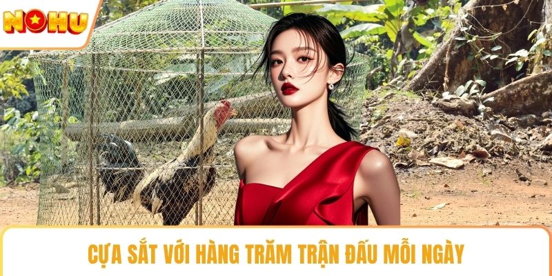 Cựa sắt với hàng trăm trận đấu mỗi ngày