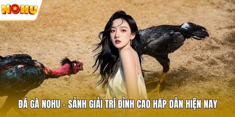Đá gà nohu